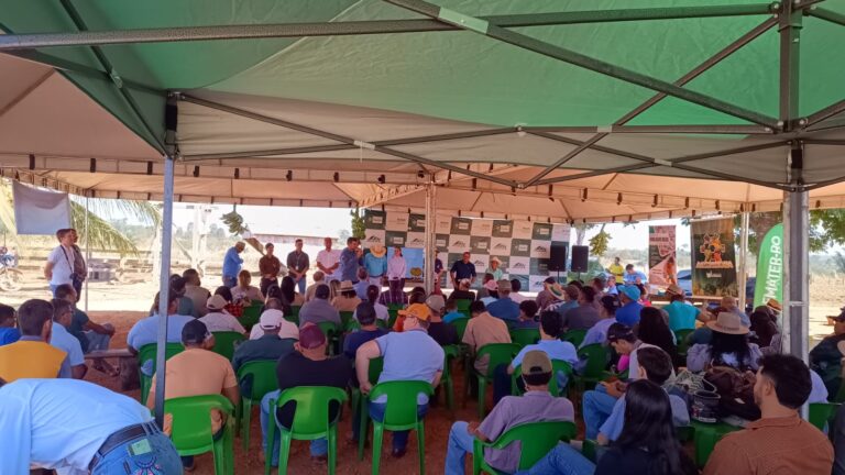 Dia de Campo Histórico em Machadinho D’Oeste Consolida  BRS Terra-anã como Futuro da Bananicultura em Rondônia