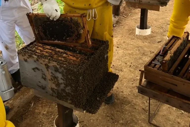 Organização do setor apícola impulsiona produção do mel em diferentes regiões de Rondônia