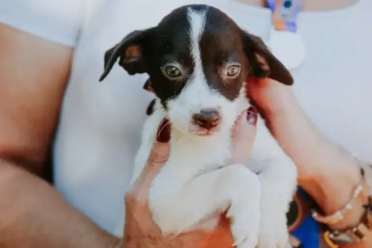 Prefeitura de Vilhena promove Campanha de Vacinação Antirrábica no dia 13 de setembro