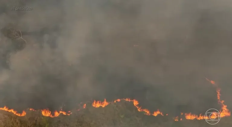 Lei permite descontos e parcelamento em até 120 vezes para multas ambientais em Rondônia