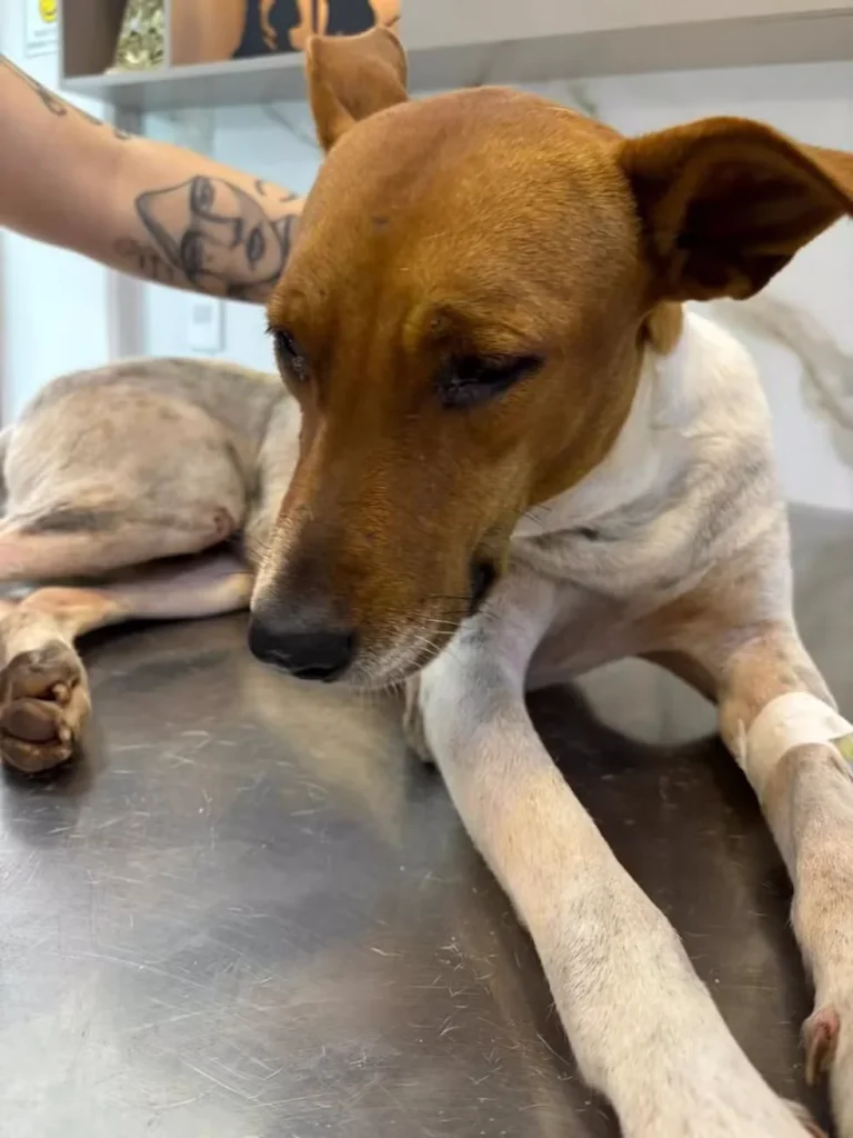 Cachorro comunitário morre após sofrer agressão em Cacoal, RO; polícia investiga o caso