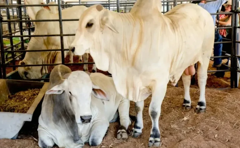 Governo de RO reduz ICMS do gado para fortalecer cadeia da carne e ampliar competitividade do setor