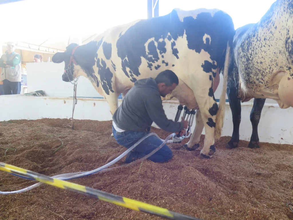 Maior concurso leiteiro de Rondônia inicia disputa durante a 38ª Expocol