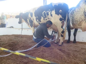 Maior concurso leiteiro de Rondônia inicia disputa durante a 38ª Expocol