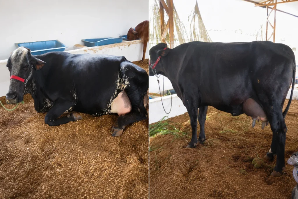 "Alagada" lidera primeira ordenha do Concurso Leiteiro da 38ª Expocol