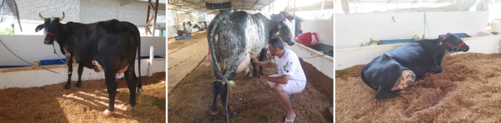 Disputa entre novilhas começa equilibrada na 38ª Expocol; Érica lidera primeira ordenha
