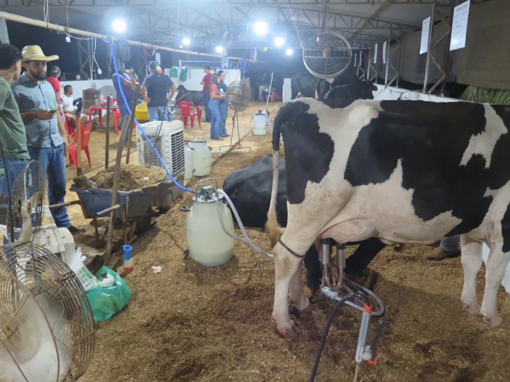 Concurso Leiteiro da 38ª Expocol entra na reta final com disputa acirrada entre novilhas e liderança isolada entre vacas