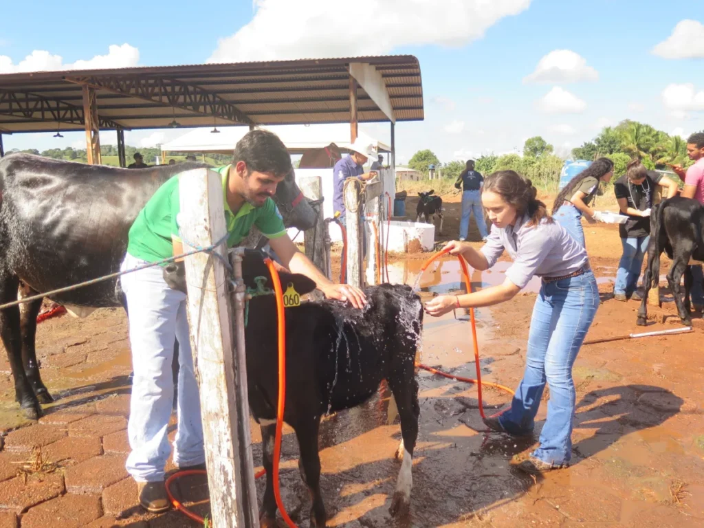 Pet shop dos bichos brutos: estudantes do IFRO cuidam da beleza das novilhas na 38ª Expocol