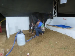 Miçanguinha conquista o título entre as novilhas no Concurso Leiteiro da 38ª Expocol com produção impressionante